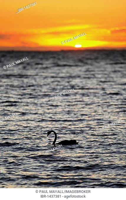 Black swan (Cygnus atratus) in the Great Southern Ocean at Sunset, Victoria, Australia