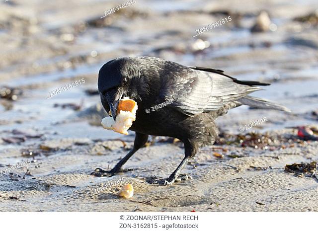 Kolkrabe Corvus corax - Common Raven Corvus corax at the beach