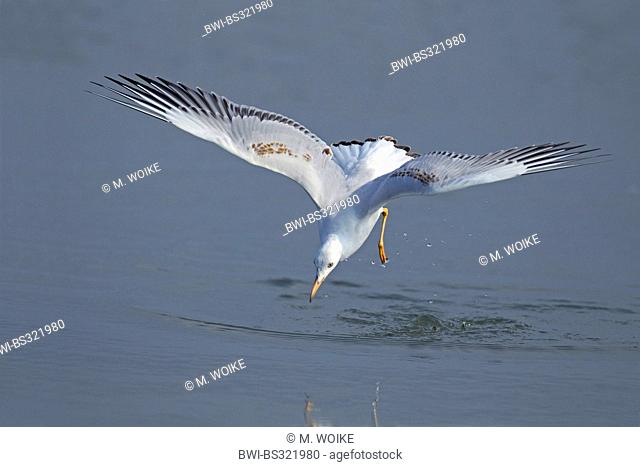 slender-billed gull (Larus genei), immature bird flying over water surface and searching food, Spain, Andalusia
