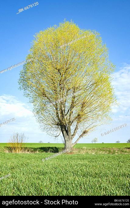 Crack willow (Salix fragilis), in spring, Thuringia, Germany, Europe