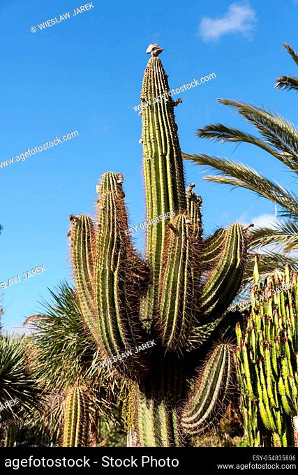 Giant Organ Pipe cactus on Fuerteventura, Canary Islands, Spain