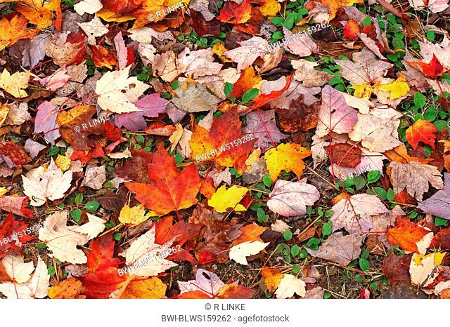 maple Acer spec., autumn foliage, Canada, Ontario, Algonquin Park