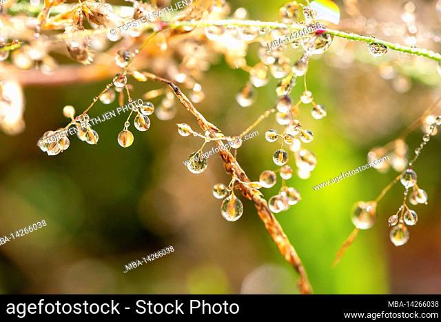 Close-up of dewdrops on blades of grass, Hyltebruk, Halland, Sweden