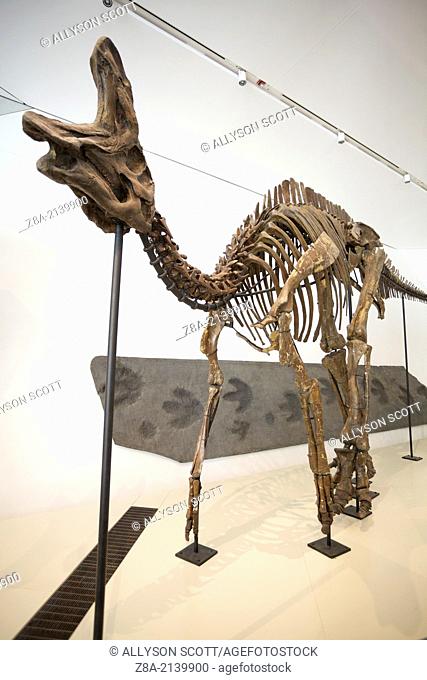 Dinosaur skeleton display inside the Royal Ontario Museum, Toronto, Ontario, Canada