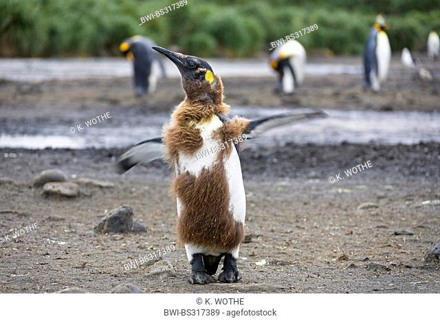 king penguin (Aptenodytes patagonicus), colony at the beach with a moulting young bird in the foreground, Suedgeorgien, Salisbury Plains