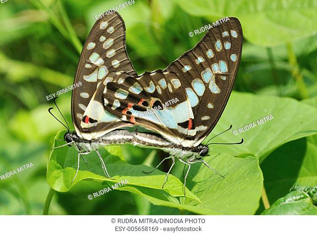 Butterfly mating pair of Common Jay Graphium doson ; Calcutta Kolkata  ; West Bengal  ; India