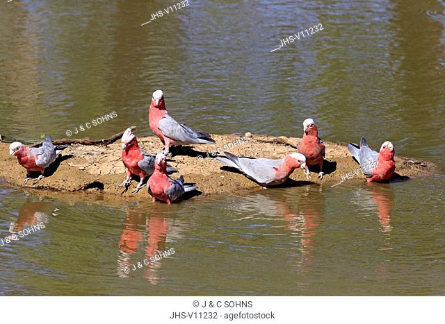 Galah, (Eolophus roseicapillus), group of adults at water drinking, Sturt Nationalpark, New South Wales, Australia