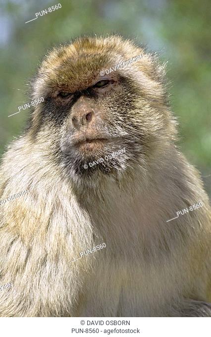 An adult male Barbary Macaque