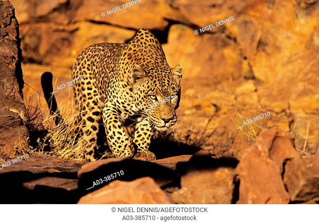 Leopard (Panthera pardus) hunting. Okonjima, Namibia