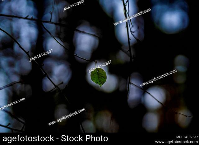 Last green leaf in autumn on a young tree, shallow depth of field, beautiful soft bokeh, circles of light