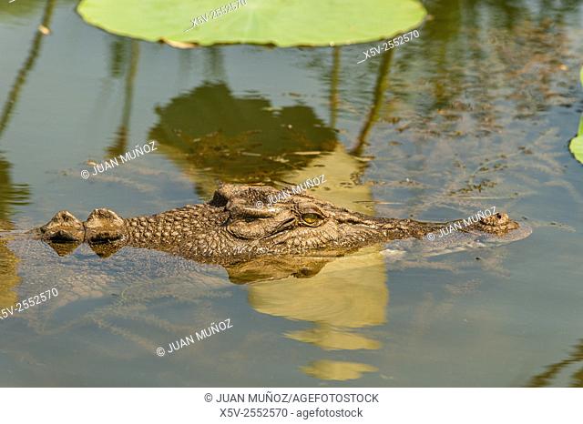 Saltwater crocodile Crocodylus porosus .Kakadu National Park. Northern Territory. Australia