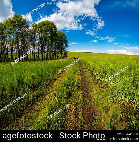 Spring view with rapeseed yellow blooming fields, small grove and dirty road, blue sky with clouds. Natural seasonal, good weather, climate, eco, farming