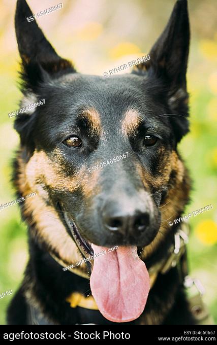 Close Up Portrait Young Alsatian Wolf Dog German Shepherd Dog
