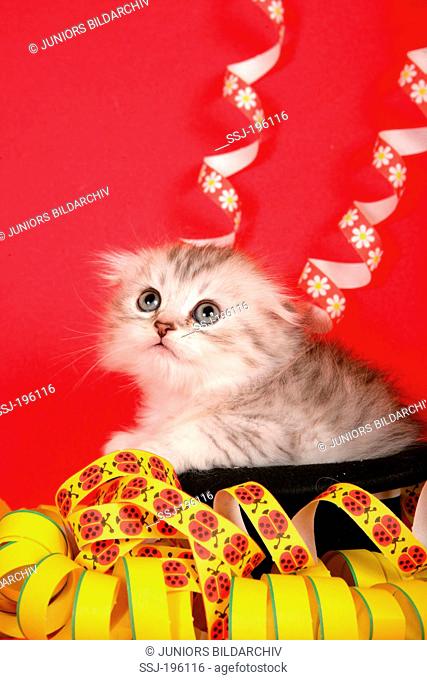 Scottish Fold Kitten in a black hat with paper streamers Studio picture against a red background Germany