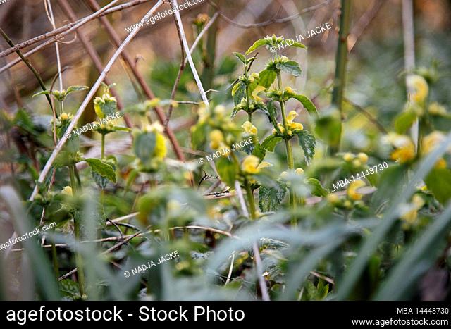 Forest, golden nettle, detail, blur