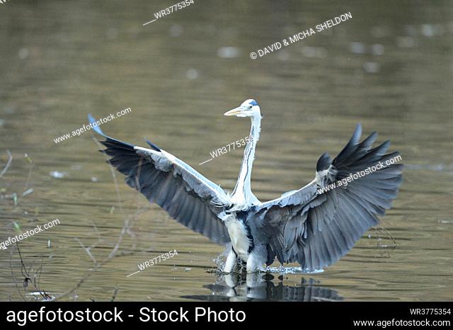 Grey Heron (Ardea cinerea) landing in a lake