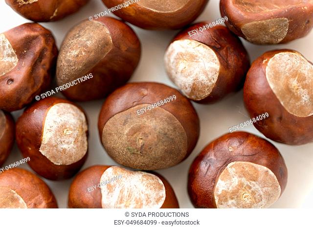 close up of horse chestnuts on white background