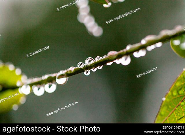 A background, soft focus image of raindrops hanging on thin branches or twigs during the winter months. . High quality photo