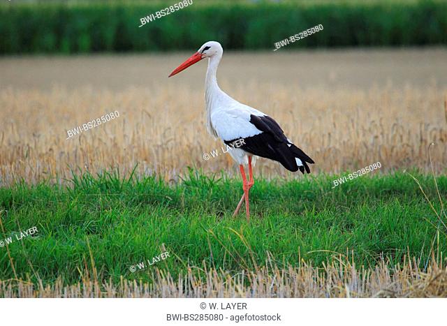 white stork (Ciconia ciconia), in stubble field, Germany