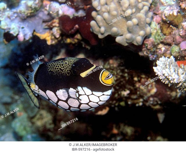 Clown Triggerfish (Balistoides conspicillum), Maldives, Indian Ocean