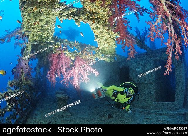 Diver at Rosalie Moller Wreck, Red Sea, Egypt
