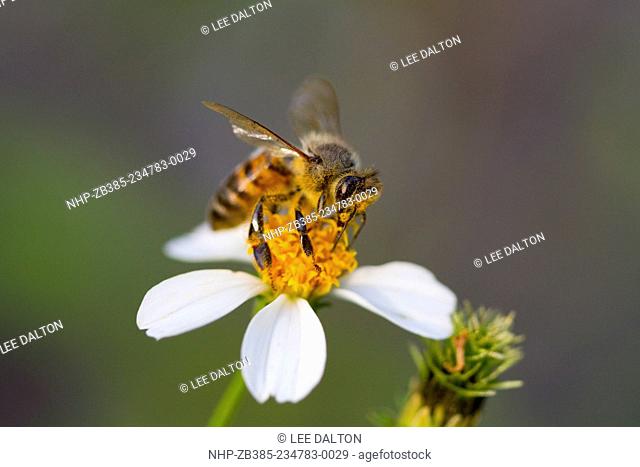 HONEYBEE (Apis mellifera) collecting pollen on Beggers Tick (Bidens alba), Fort Myers, Florida, USA