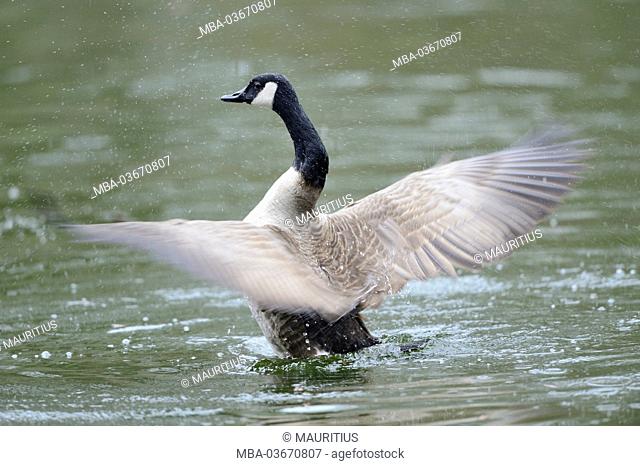 Canada goose, Branta canadensis, wing, is shaking