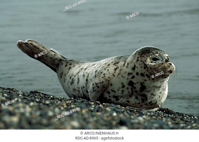 Largha Seal, Kamtchatka penninsula, Russia, Phoca vitulina larga