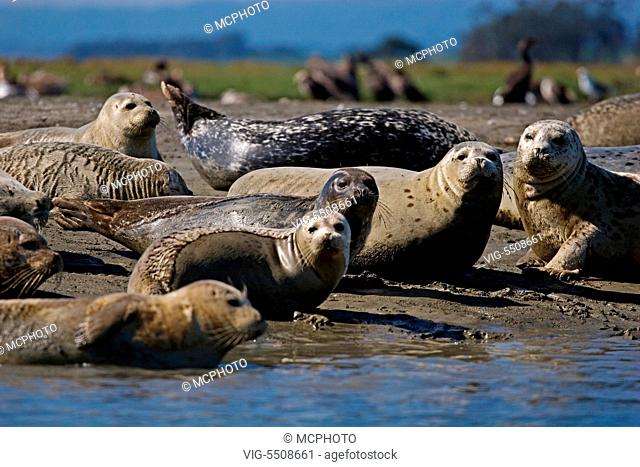 USA, NATIONAL PARKS, 26.08.2007, HARBOR SEALS (PHOCA VITALUNA) an endaned species on the banks of ELKHORN SLOUGH - MOSS LANDING , CA - National Parks, USA
