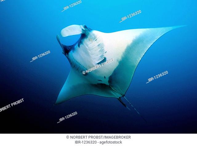 Manta Ray (Manta birostris) head fins opened, in midwater, open sea, Similan Islands, Andaman Sea, Thailand, Asia, Indian Ocean