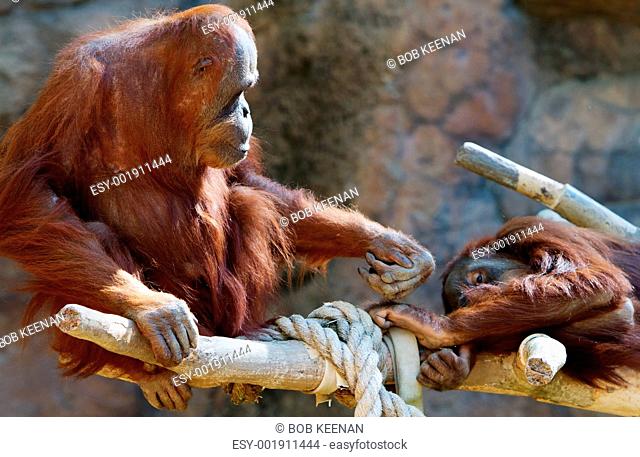 Orangutan Parent and child