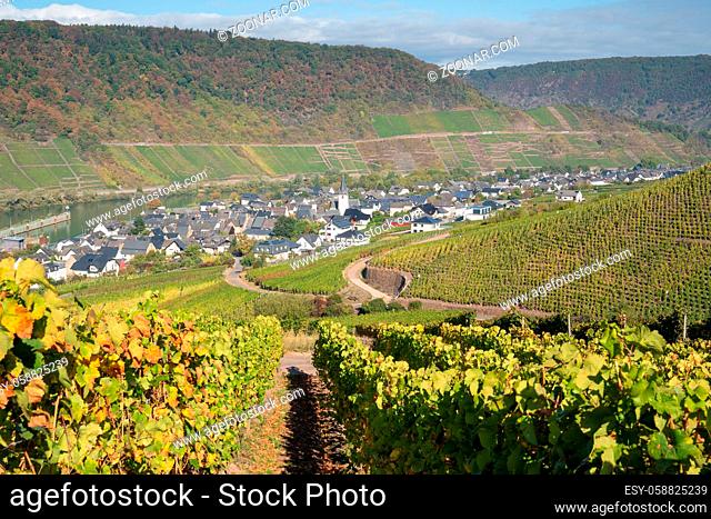 Panoramic view to the Moselle village Bruttig-Fankel on a autumnal day, Germany, Europe