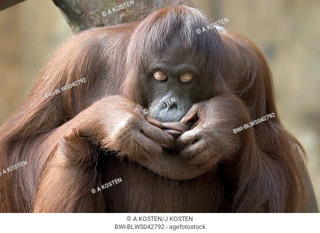 orang-utan, orangutan, orang-outang Pongo pygmaeus