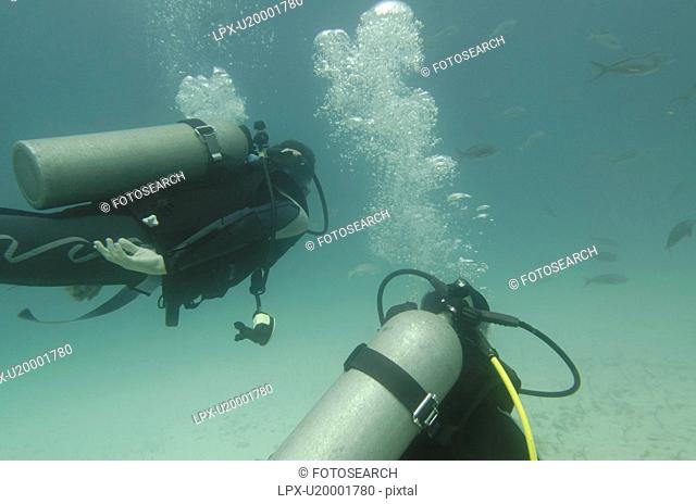 Scuba divers swimming underwater, Santa Cruz Island, Galapagos Islands, Ecuador