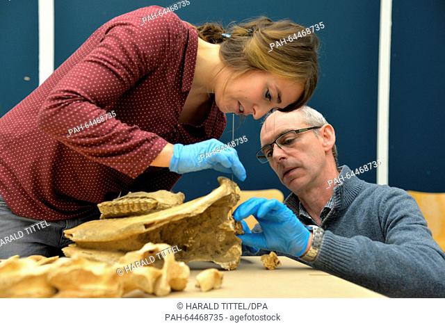 Head of the restoration workshop Ludwig Eiden (r), and restorer Christiane Teich working on the remains of the skull of a Roman horse (approx