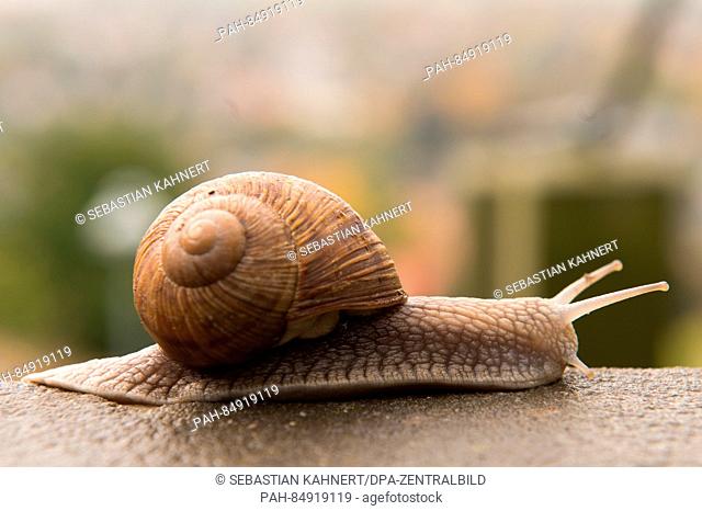 A snail crawling along a stair in Radebeul near Dresden, Germany, 20 October 2016. PHOTO: SEBASTIAN KAHNERT/dpa | usage worldwide