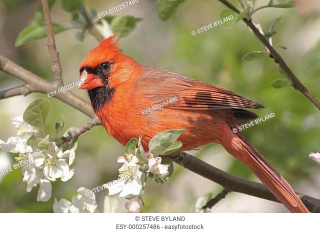 Male Northern Cardinal cardinalis