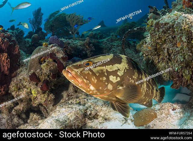 Nassau Grouper, Epinephelus striatus, Tiger Beach, Bahamas