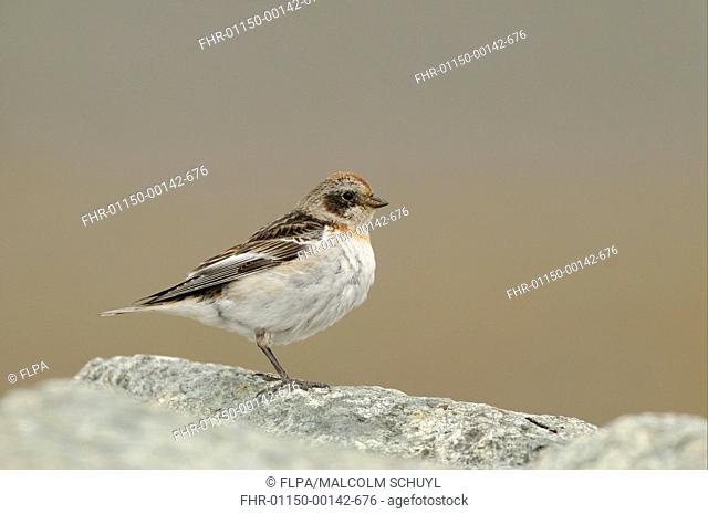 Snow Bunting Plectrophenax nivalis adult female, breeding plumage, perched on rock, Iceland, June