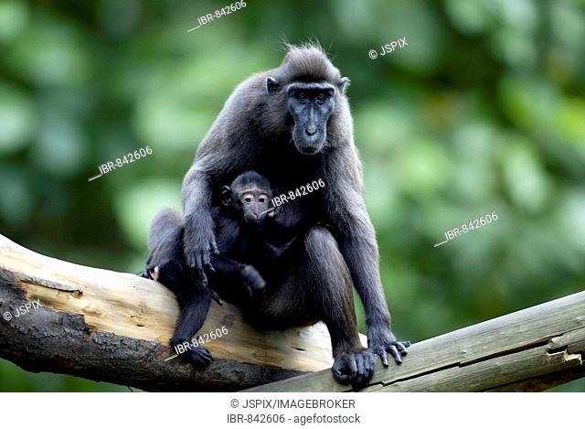 Celebes Crested Macaque or Crested Black Macaque (Macaca nigra), adult with infant, native to Borneo, Celebes