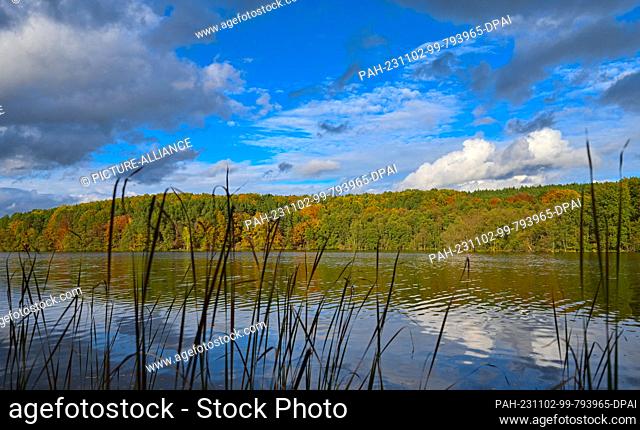 01 November 2023, Brandenburg, Bremsdorf: The deciduous forest at the Großer Treppelsee in the Schlaubetal Nature Park is colorful in autumn