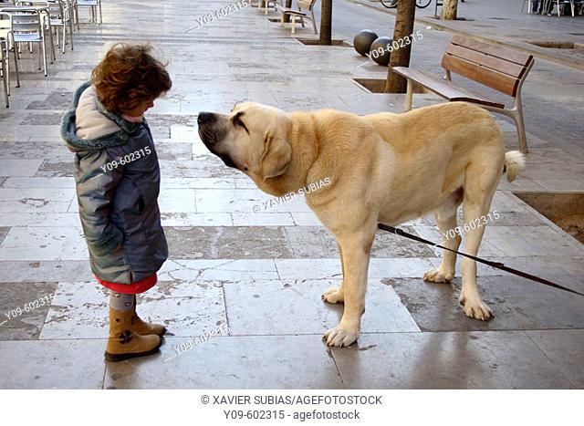6 year old girl with Spanish mastiff