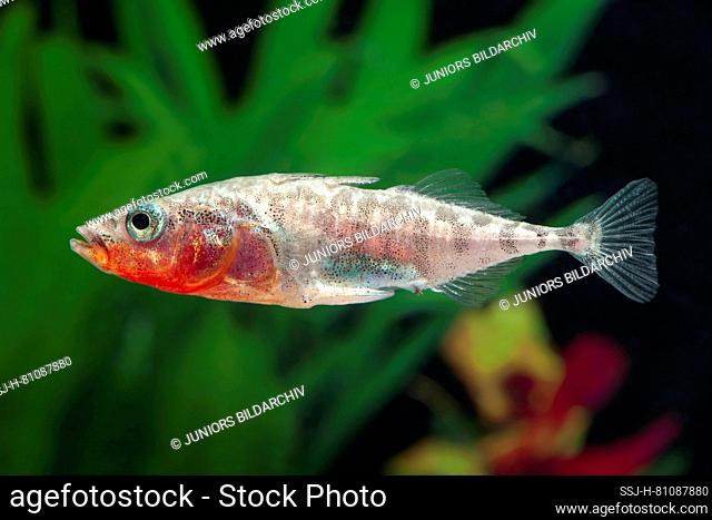 Three-spined Stickleback (Gasterosteus aculeatus). Male in breeding colouration