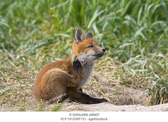 Young red fox (Vulpes vulpes) single kit scratching fur of head near burrow in grassland / meadow in spring