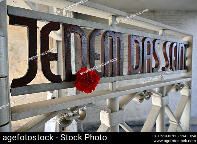 10 April 2022, Thuringia, Weimar: A red carnation is stuck between the letters of the slogan ""To each his own"" in the camp gate at the Buchenwald memorial...