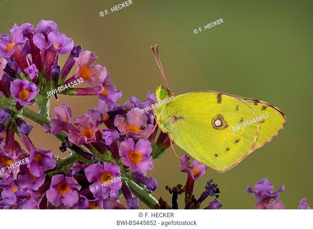 Dark Clouded Yellow, Common Clouded Yellow (Colias croceus, Colias crocea), imago at summer lilac, side view, Germany