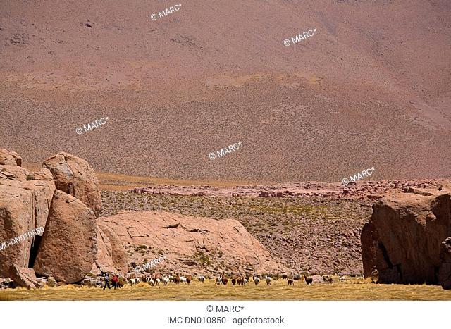 Bolivia, Salar de Uyuni, near Quetena Chico, llamas