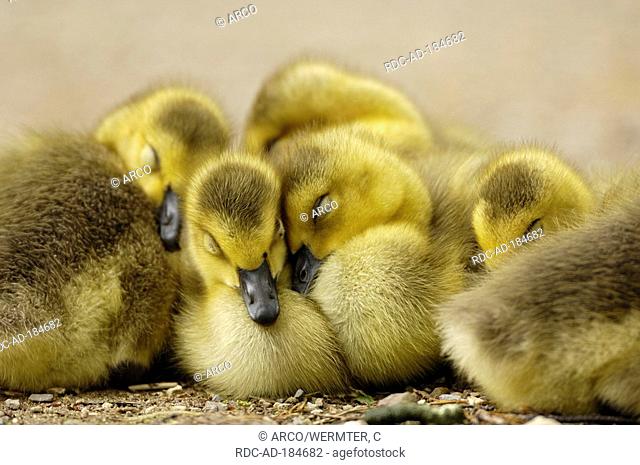 Canada Geese, goslings, North Rhine-Westphalia, Germany, Branta canadensis