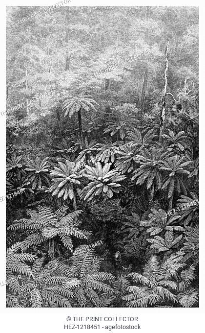 Fern Tree Gully, Australia, 1886. Wood engraving from 'Picturesque Atlas of Australasia, Vol II', by Andrew Garran, illustrated under the supervision of...