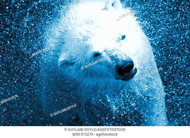 Polar bear (Ursus Maritimus)
